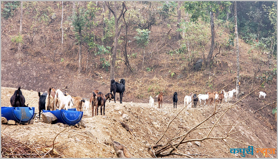 Bakhra-palanma-ramaungdai-3