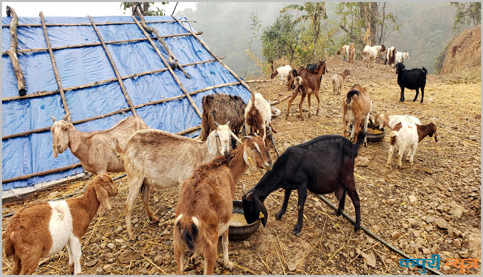 Bakhra-palanma-ramaungdai-4