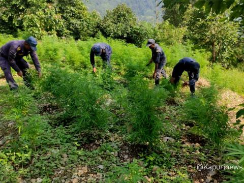 प्रहरीद्वारा भोजपुर हतुवागढी र आमचौकमा गाँजाको ८ हजार बोट र बिरुवा नष्ट