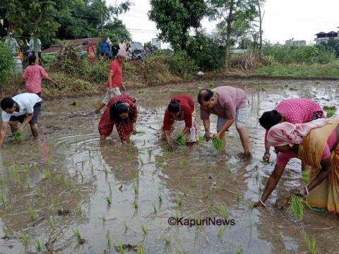 वराहक्षेत्रमा धान उत्पादन प्रवर्द्बनकालागि रोपाई उत्सव