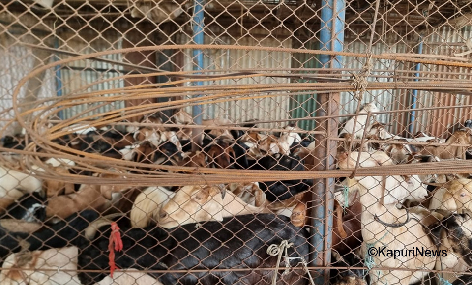 khasi-boka-3