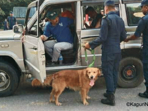 चाडपर्वमा सुरक्षा व्यवस्था गर्न प्रहरीसँगै तालिम प्राप्त कुकुर सहितको निगरानी टोली