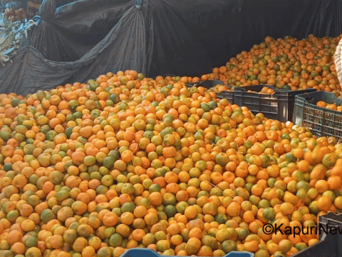 पूर्वको सुन्तला मङ्सिरमै १५ सय मेट्रिक टन बजारमा, साढे १६ करोडको कारोबार पूर्वको सुन्तला मङ्सिरमै १५ सय मेट्रिक टन बजारमा, साढे १६ करोडको कारोबार