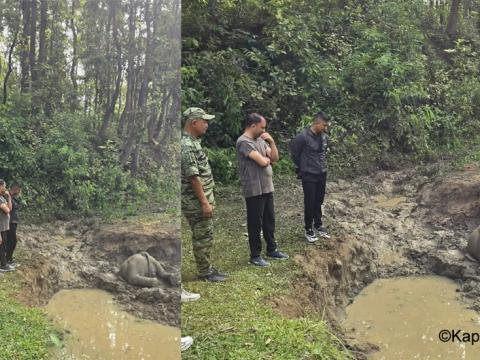 वराहक्षेत्रमा हात्तीको बच्चा मृत फेला वराहक्षेत्रमा हात्तीको बच्चा मृत फेला