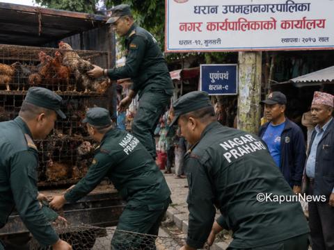 तानातान गरी नगरप्रहरीले नियन्त्रणमा लिएको लोकल कुखुरा व्यवसायीलाई फिर्ता तानातान गरी नगरप्रहरीले नियन्त्रणमा लिएको लोकल कुखुरा व्यवसायीलाई फिर्ता